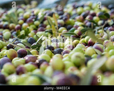 Viele Oliven auf dem Boden in der Nähe, selektiven Fokus Stockfoto