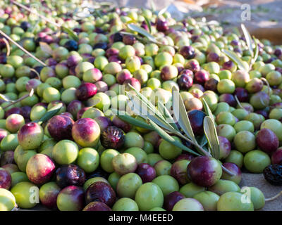 Bunte Oliven in der Nähe auf dem Boden Reif Stockfoto