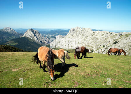 Wildpferde in den Bergen, Urkiola Nationalpark, Bizkaia, Baskenland, Spanien Stockfoto