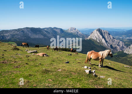 Wildpferde in den Bergen, Urkiola Nationalpark, Bizkaia, Baskenland, Spanien Stockfoto