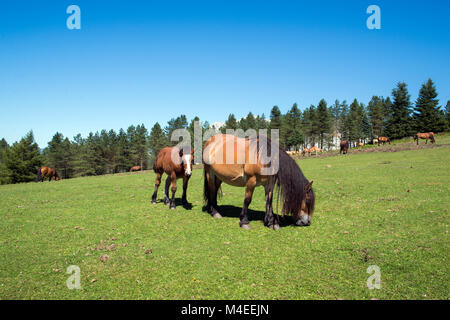 Wildpferde in den Bergen, Urkiola Nationalpark, Bizkaia, Baskenland, Spanien Stockfoto