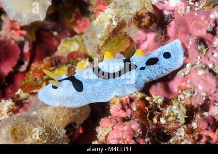 Sea Slug oder Nacktschnecken, Chromodoris sp., Lembeh Strait, Nord Sulawesi, Indonesien, Pazifik Stockfoto