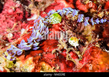 Sea Slug oder Nacktschnecken, Pteraeolidia semperi, Lembeh Strait, Nord Sulawesi, Indonesien, Pazifik Stockfoto