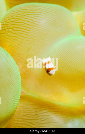 Acoel Plattwurm, Amphiscolos sp., auf Bubble Coral, Plerogyra sinuosa, Lembeh Strait, Nord Sulawesi, Indonesien, Pazifik Stockfoto