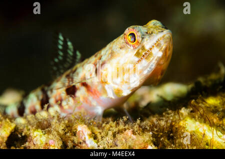 Reef lizardfish, Synodus variegatus, Lembeh Strait, Nord Sulawesi, Indonesien, Pazifik Stockfoto