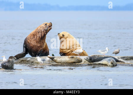 Der Steller Seelöwen, Eumetopias jubatus und Seehunde, Phoca vitulina, San Juan Inseln, Washington, United States, Pazifik Stockfoto