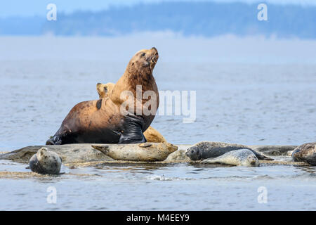 Der Steller Seelöwen, Eumetopias jubatus und Seehunde, Phoca vitulina, San Juan Inseln, Washington, United States, Pazifik Stockfoto