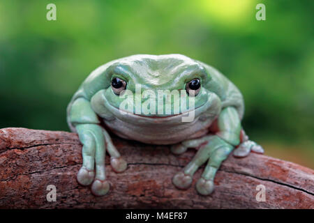 Porträt eines auf einem Baum sitzenden, verstaubten Baumfrosches, Indonesien Stockfoto