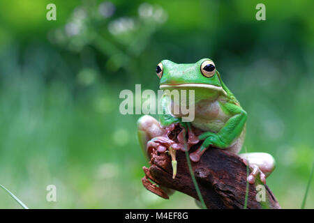 Weiß-lipped Baum Frosch auf einem Zweig, Indonesien Stockfoto