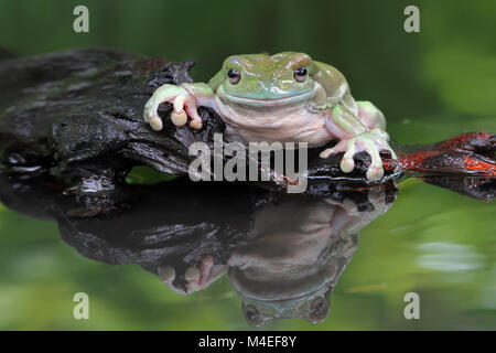 Ein dumpiger Baumfrosch sitzt auf einem Felsen an einem See, Indonesien Stockfoto