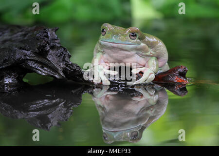 Ein dumpiger Baumfrosch sitzt auf einem Felsen an einem See, Indonesien Stockfoto