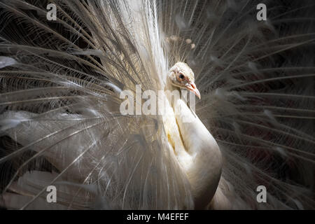 Porträt eines weißen Pfau Stockfoto