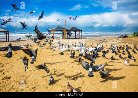 Herde der Tauben Es ist laut fährt Stockfoto