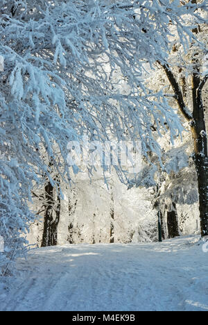 Ski Clearing im verschneiten Wald Stockfoto