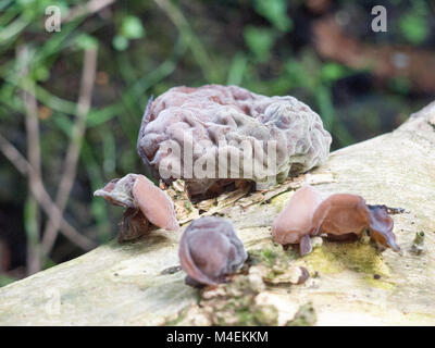 Nahaufnahme des Gehirns Pilzzucht auf ausserhalb Stockfoto