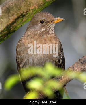 Weibliche Amsel. Die gemeinsame Amsel ist, eine Art des echten Soor. Es ist auch Eurasischen Blackbird, oder einfach Blackbird genannt. Stockfoto