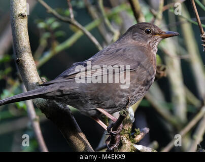 Weibliche Amsel. Die gemeinsame Amsel ist, eine Art des echten Soor. Es ist auch Eurasischen Blackbird, oder einfach Blackbird genannt. Stockfoto