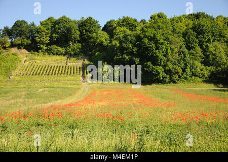 Papaver Rhoeas, Feld Mohn Stockfoto