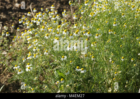 Matricaria Chamomilla, Kamille Stockfoto