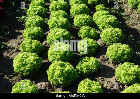 Lactuca Sativa Lollo Bionda Salat Stockfoto