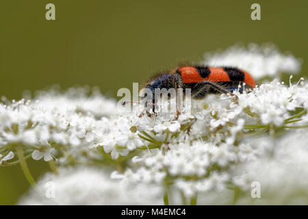 Trichodes apiarius Stockfoto