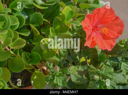 Ein schöner Hibiskus blühen im tropischen Florida Stockfoto