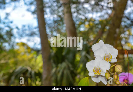 Weiße Orchidee Stockfoto