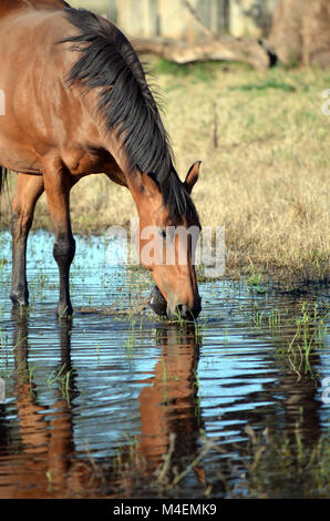 Bucht Pferd trinken und Scharren Wasser mit Spiegelung im Wasserloch. Stockfoto