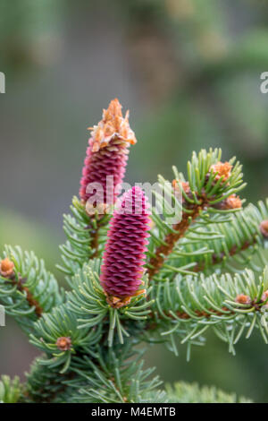 Gemeine Fichte Stockfoto