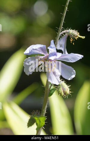 Meconopsis horridula, stachelige Blue Poppy Stockfoto