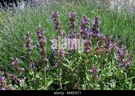 Salvia officinalis, Salbei Stockfoto