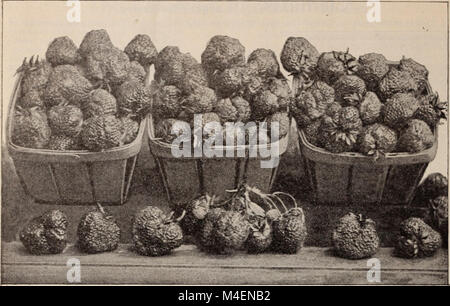 Dieser Katalog für 1896 bietet eine Vielzahl von Samen und Zwiebeln für Gärtner und enthält Informationen zu verschiedenen Pflanztypen, Anbauanweisungen und saisonalen Pflanzempfehlungen. Stockfoto