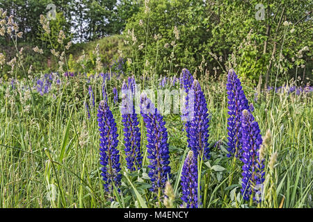 Wachsen Sie unter dem Rasen Blumen, blaue lupine Stockfoto