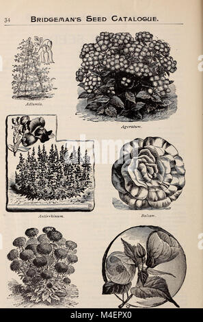 Jährliche beschreibenden Katalog von Alfred Bridgeman Blumen-, Gemüse- und Grassamen (1898) (20382536708) Stockfoto