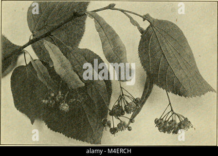 Das Jahresprogramm für die Einhaltung der Arbor Day in den Schulen von Rhode Island. (1914) (14781922072) Stockfoto