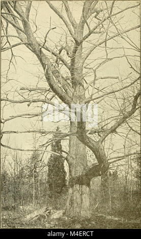 Das Jahresprogramm für die Einhaltung der Arbor Day in den Schulen von Rhode Island. (1918) (14583875387) Stockfoto