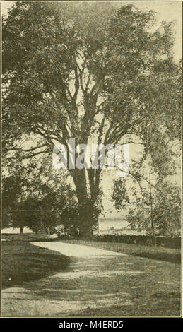 Das Jahresprogramm für die Einhaltung der Arbor Day in den Schulen von Rhode Island. (1922) (14798452933) Stockfoto