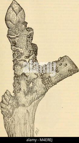 Jahresbericht einschließlich eines Berichts der Insekten von New Jersey, 1909 (1910) (18243786060) Stockfoto