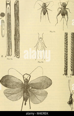 Jahresbericht einschließlich eines Berichts der Insekten von New Jersey, 1909 (1910) (18243891640) Stockfoto