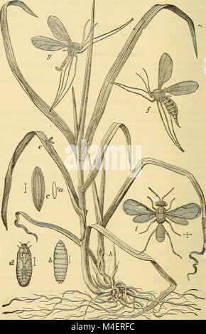 Jahresbericht einschließlich eines Berichts der Insekten von New Jersey, 1909 (1910) (18433900641) Stockfoto