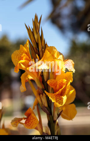 Gelb und Orange Tropical canna Blume namens Maui Punch Stockfoto