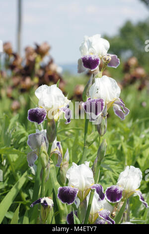 Iris Barbata-Elatior Ringo, Tall Bearded Iris Stockfoto