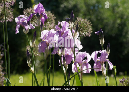 Iris Barbata-Elatior, hohen bärtigen Iris Stockfoto