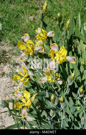 Iris variegata, Ungarisch Iris Stockfoto