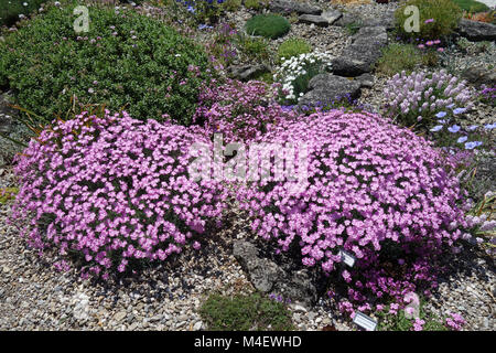 Dianthus gratianopolitanus, Cheddar Rosa Stockfoto