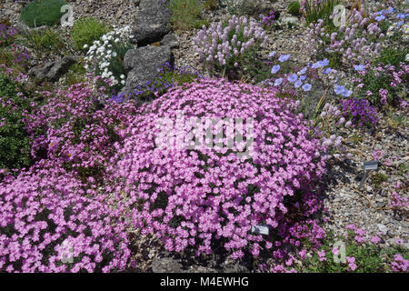 Dianthus gratianopolitanus, Cheddar Rosa Stockfoto