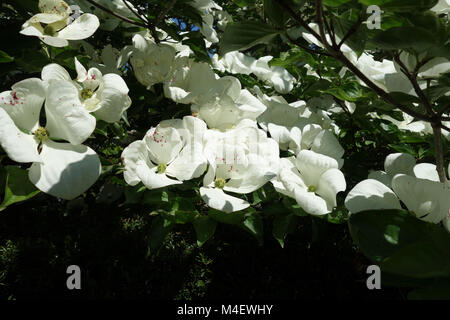 Cornus kousa Venus, Japanische blühende Hartriegel Stockfoto