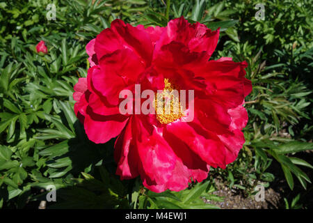 Paeonia Carina, Pfingstrose Stockfoto