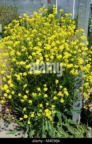 Bunias orientalis, Türkische Wartycabbage Stockfoto
