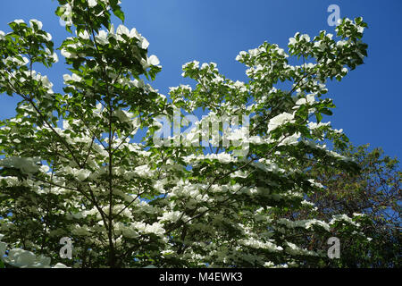 Cornus kousa Venus, Japanische blühende Hartriegel Stockfoto